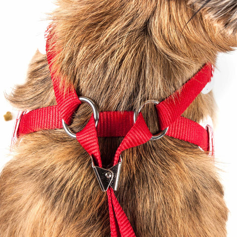 2-In-1 Mesh Reversed Adjustable Dog Harness-Leash W/ Fashion Bowtie